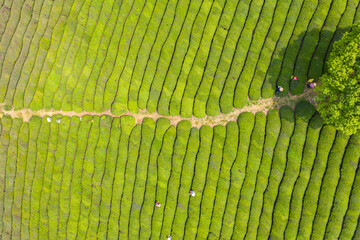 tea garden