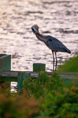 Sticker - Vertical shot of a blue heron bird standing on the board on the background of wavy water