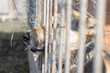 © Serhii - Portrait of a dog in a cage in a dog shelter. Close up.