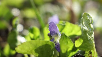 Wall Mural - blue blooming wood violet in the forest background.