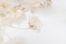 Gypsophila Romantic Wedding Dry Flowers Elegant Bouquet With Place For Text On White Natural Bokeh Background Macro