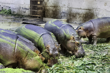 Wall Mural - Closeup of a hippopotamus family eating fresh grass at the zoo