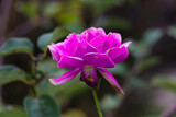 Fototapeta Tulipany - Beautiful Pink rose flower in a Sydney front yard NSW Australia
