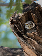 Wall Mural - Bird, Owl, Spotted owlet (Athene brama) in tree hole , Bird of Thailand