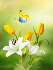 Beautiful  flowers bouquet of yellow tulips, white lilies and butterfly on natural green-yellow background close-up outdoors. Elegant refined image of beauty of nature.