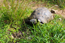 Ground Turtle Enjoys Spring