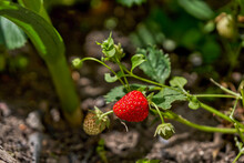 Strawberry Berry Ripens In The Garden, Strawberry Bush With Red Berry