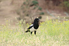  Wild Magpie On The Grass