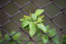 Green Plant Grows Through An Old Wire Fence