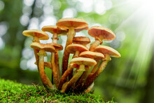 Forest Mushrooms In The Grass. Gathering Mushrooms. Mushroom Photo, Forest Photo, Armillaria Mellea