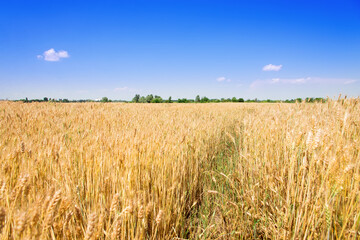 Golden wheat field in summer