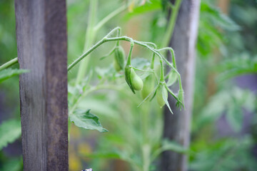 Wall Mural - Bunch of green tomatoes on a plant during ripening. Outdoors.