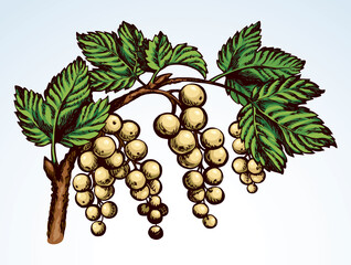 Wall Mural - Currants on branch. Vector drawing