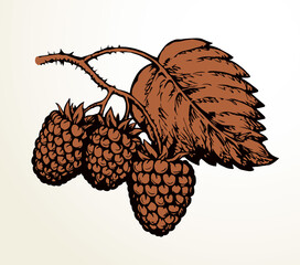 Poster - Raspberries on branch. Vector illustration