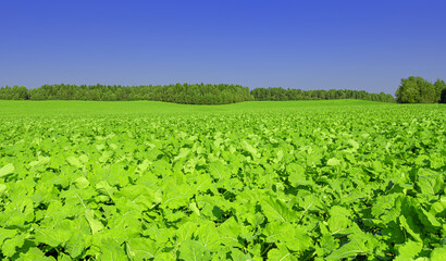 Green leaves of white radish in the field. Large turnip field. Harvesting season forages