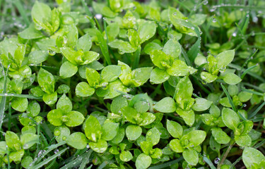 Wall Mural - Bright green abstract background. Yong spring leaf. First green small leaves pattern with selective focus.	