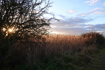 beautiful view of a wheat field in the sunlig