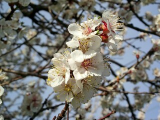 blossom in spring: close-up ;  a branch lit by the spring sun with apricot flowers against a background of blurry branches and a blue sky