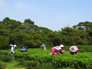 Canvas Print - Field of organically grown tea leaves with women harvesting wearing Asian cone hats