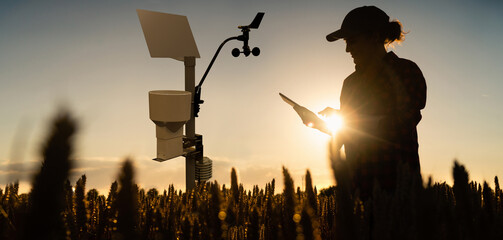 Wall Mural - Farmer with tablet in a wheat field. Weather station in the field.