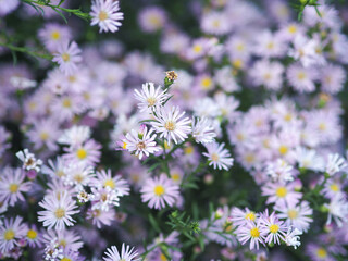 Aufkleber - violet blooming flower pattern