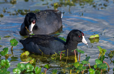 Sticker - American coot, aka mud duck, swimming and feeding