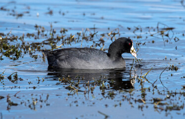 Canvas Print - American coot, aka mud duck, swimming and feeding