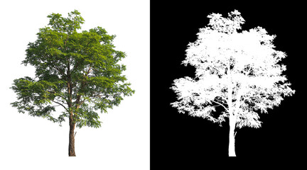 Poster - isolated big tree on white background