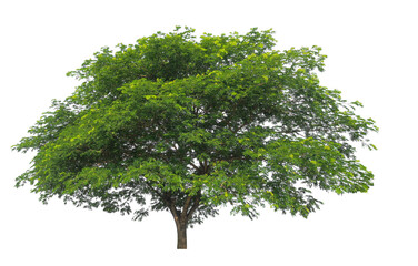 Poster - isolated big tree on white background