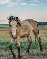 Young beautiful horses graze on the meadow in summer.