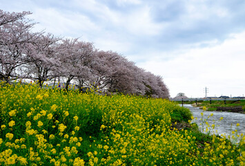 Yellow flowers in green field in foreground, along river with sakura full blooming in pink cherry blossom trees at outdoor public park,holiday in Japan