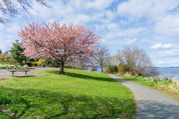 Wall Mural - Spring Along Washington Lake 8