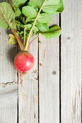 Wall Mural - Radish