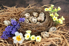 Spring Quail Eggs In A Birds Nest & Loose With Primrose, Narcissus & Grape Hyacinth Flowers. Healthy Food Concept. On Rustic Wood Background.