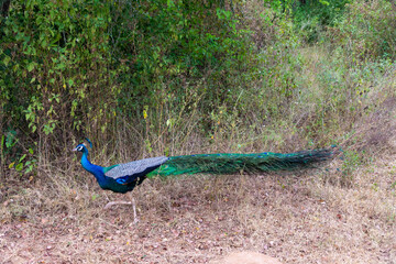 Sri Lanka Safari Pfau in der Wildnis