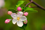 Fototapeta Na sufit - Kwiat jabłoni