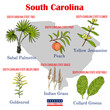South Carolina. Set of USA official state symbols