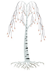 Wall Mural - Birch tree in early spring isolated on white background.