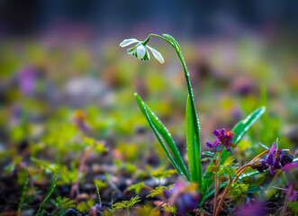 Wall Mural - a beautiful white snowdrop on the background of a multicolored carpet of other primroses blooming in