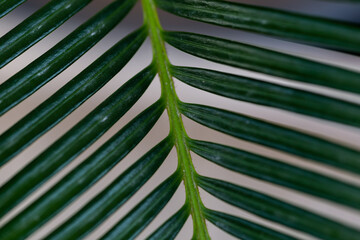Closeup of green palm leaves