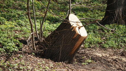 Wall Mural - stump in the woods