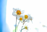 Fototapeta Kwiaty - Daffodil bouquet on a sunny day. Floral wallpaper 