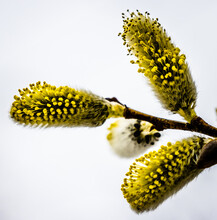 A Close Up View Of Three Pussy Willow Buds Showing Yellow Pollen With A Clean White Background
