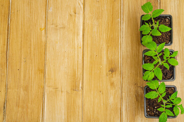 Wall Mural - Seedlings of vegetable crops on wooden background. Place for your text. View from above