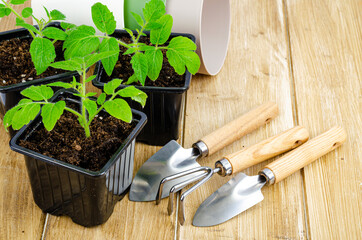 Wall Mural - Green seedlings of tomatoes growing in ground in seedling containers