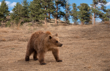Wall Mural - grizzly bear cub in golden meadow of rocky mountains, usa