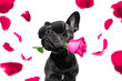 dog valentines love heart mothers and fathers day