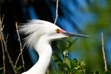 Snowy Egret Profile
