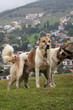 © Liam - dogs in the green mountain