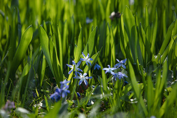 Fields of blue fresh flowers in the natural background. The best illustration for freshness, spring, new life